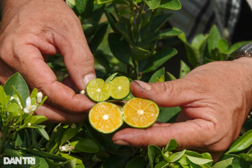 Owning a strange kumquat variety, the Western farmer earns a lot of money