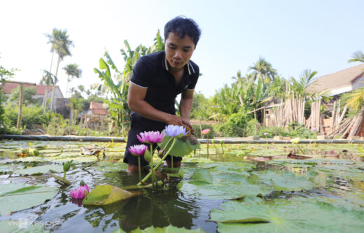The boy who grows water lilies earns VND 50 million per month