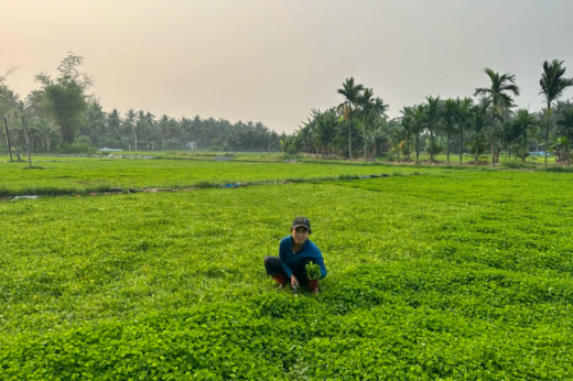 Farmers suddenly changed their lives by growing gotu kola on alum-contaminated soil