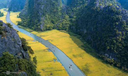 Come summer, rice paddies in Ninh Binh cast a golden glow