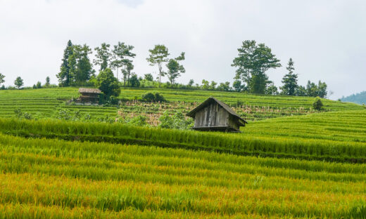 6 spots to observe early ripening rice season in Sa Pa