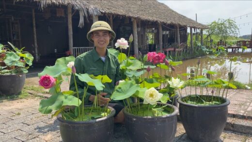 Returning to his hometown to grow lotus, the male bachelor made a huge profit thanks to a “disease” dose