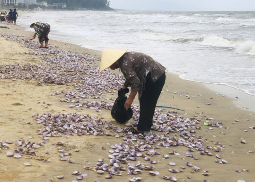 People flock to the sea to pick purple clams
