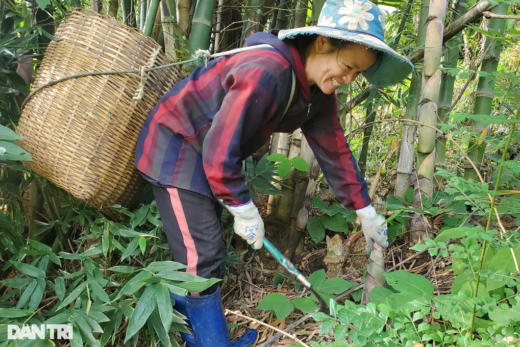 In the hunting season for “forest fortune”, farmers pocket millions of dong every day