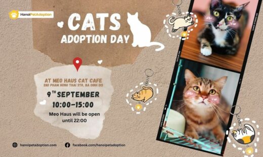 Hanoi weekend: cat adoption day and Korean food fair