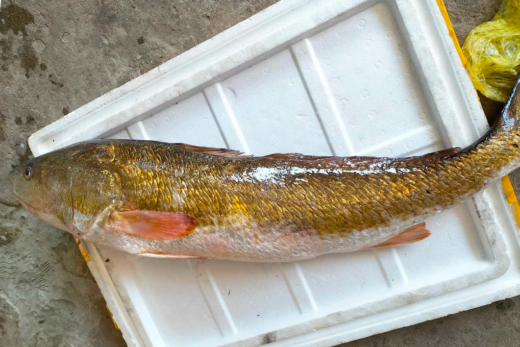 Fishermen caught a sparkling golden-scaled fish nearly 1 meter long in Nghe An