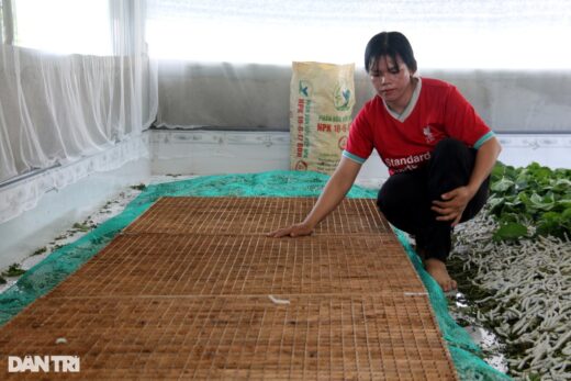 Using mosquito nets to raise silkworms, farmers freely earn millions of dongs every day