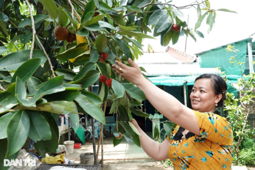 A woman earns hundreds of millions of dong every year by growing a strange type of peach