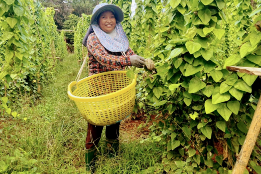 Growing ginseng varieties for leaves, a couple in Binh Dinh earned unexpected profits