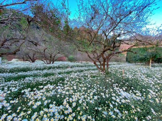 Moc Chau Apricot Forest Valley is pristinely beautiful during the blooming chrysanthemum season